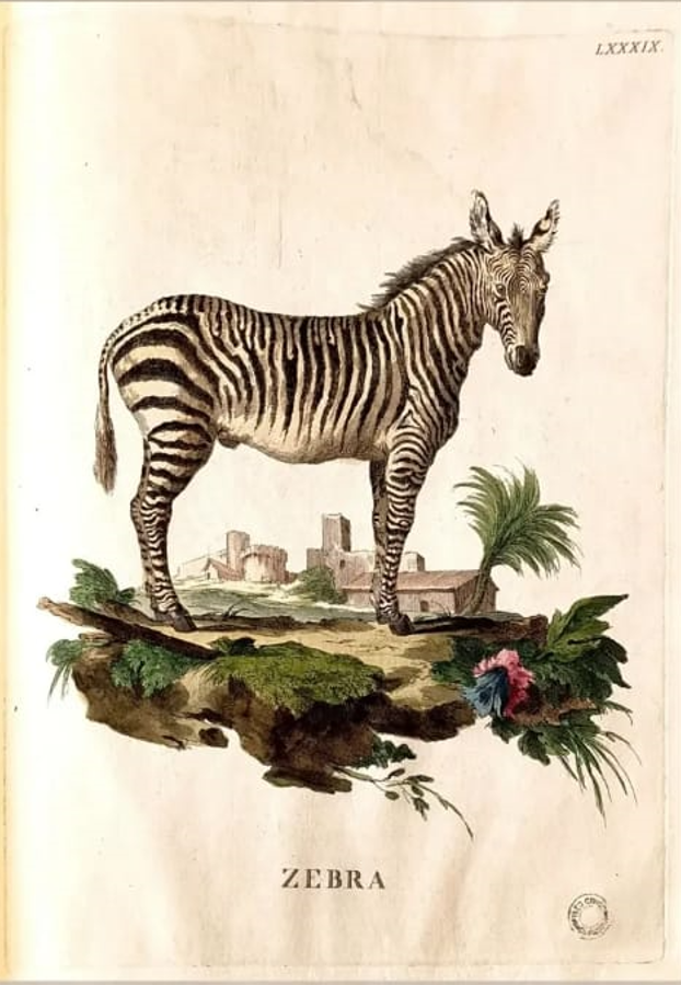 Incisione della Zebra dal naturale