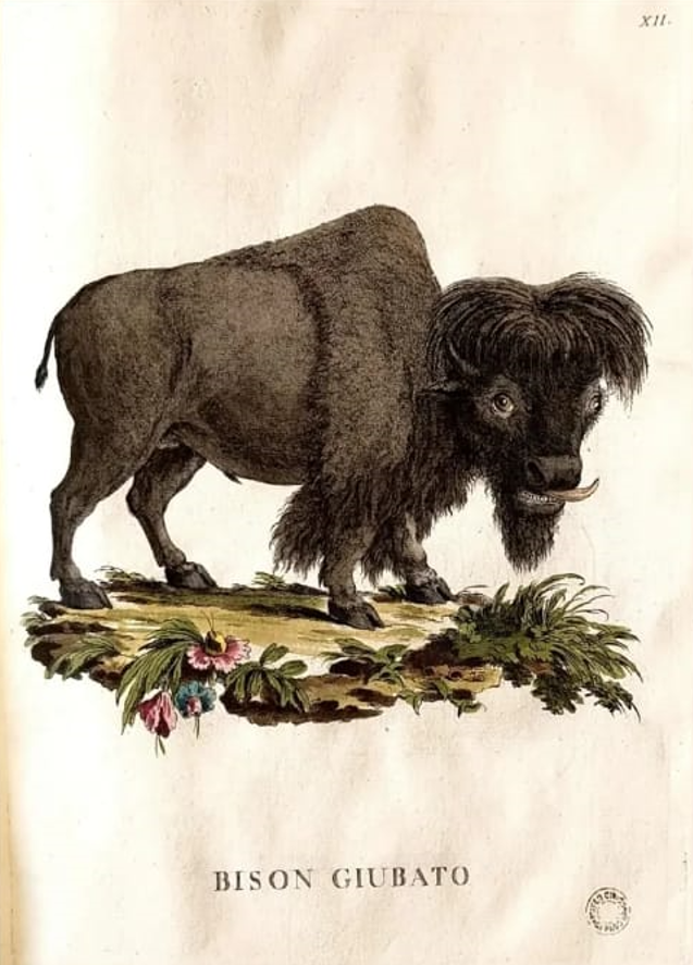 Incisione del Bisonte dal naturale