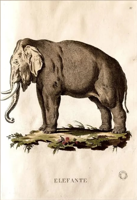 Incisione dell'Elefante dal naturale