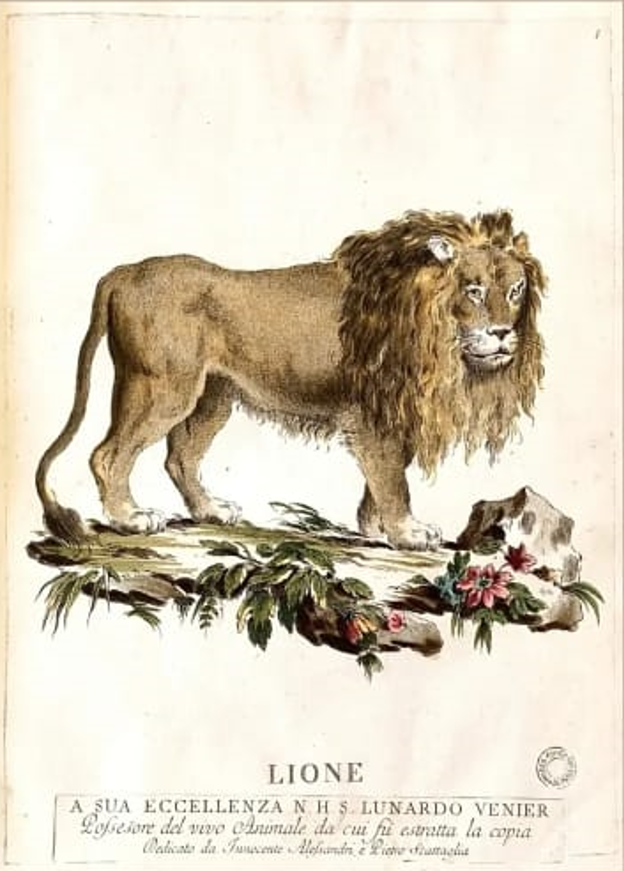 Incisione del Leone dal naturale
