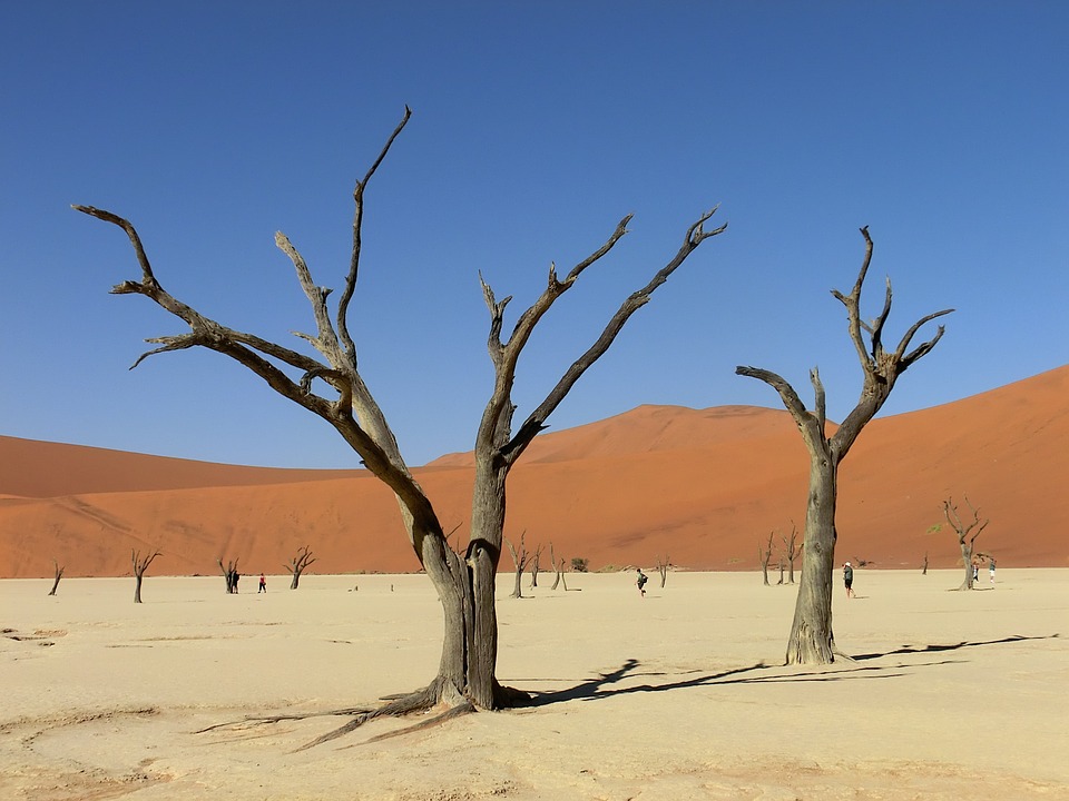 deserto_alberi_muraglia_verde.jpg