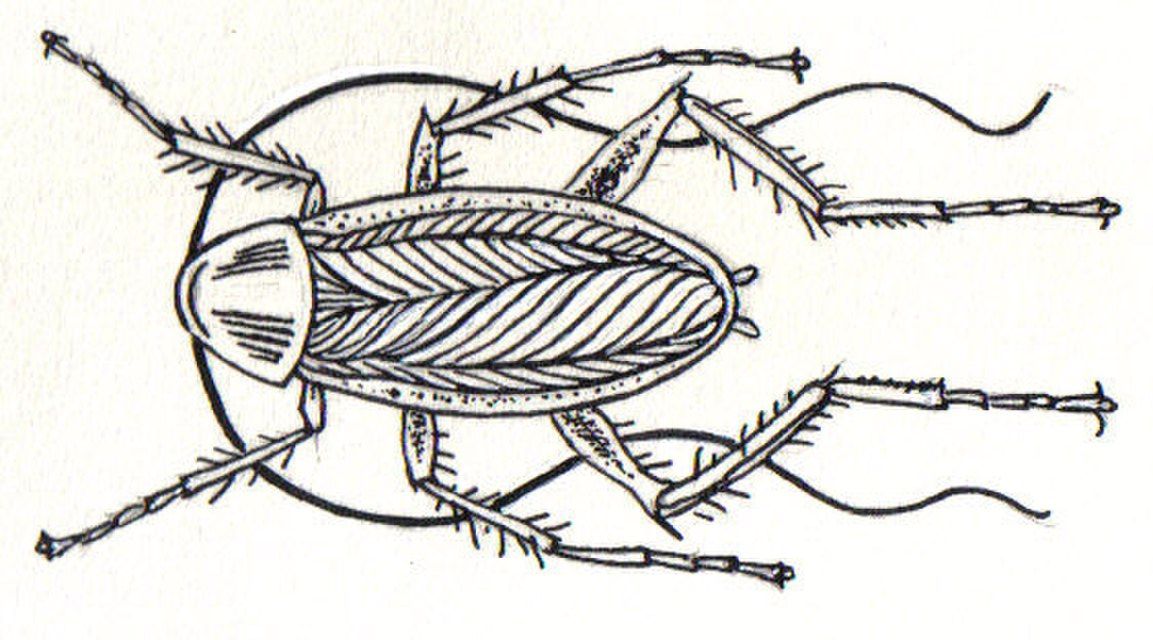 scarafaggio_0.jpg