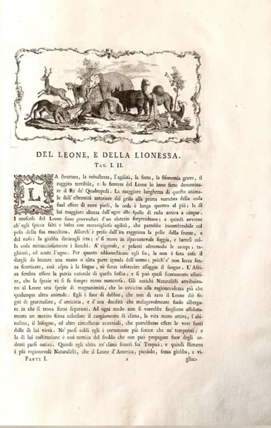 Pagina descrittiva sul leone